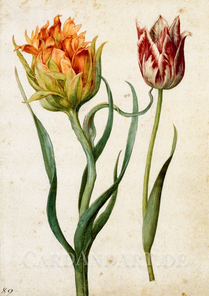 Flegel, Georg - Zwei Tulpen - Postkarte