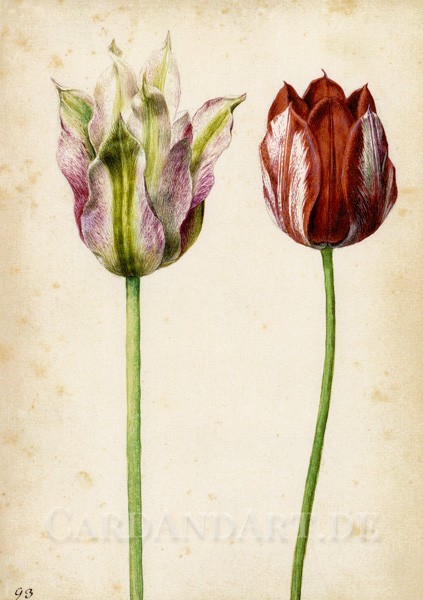Flegel, Georg - Zwei Tulpen - Postkarte