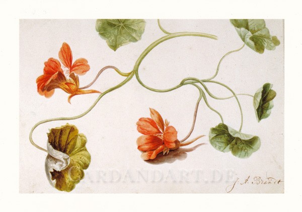 Oostindische Kers - Postkarte