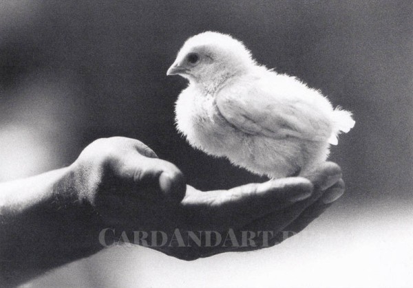 Little chicken - Postkarte