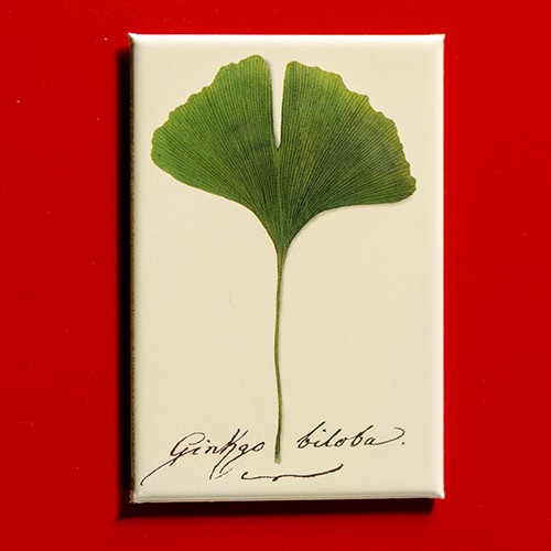 Goethe J.W. Ginkgo biloba Handschrift - Magnet