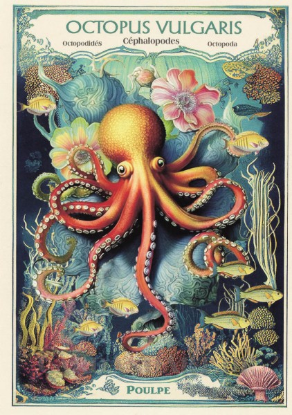 Gwenaelle Trolez - Oktopus - Postkarte