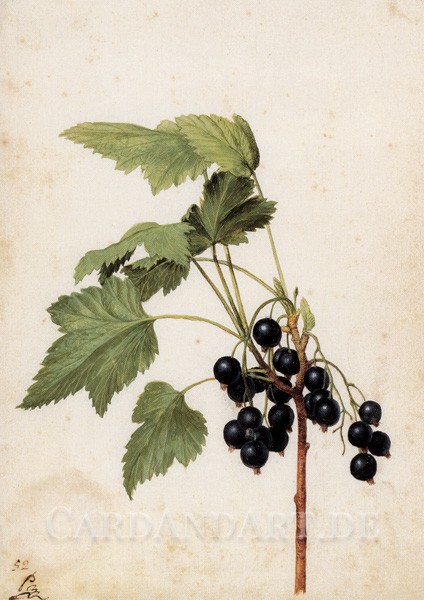 Flegel, Georg - Schwarze Johannisbeeren - Postkarte