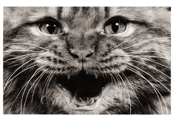 Red Tabby Persian - Postkarte