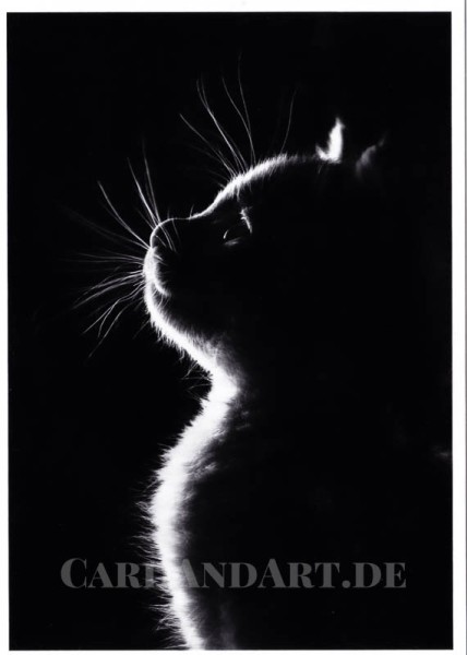 Katze - Postkarte