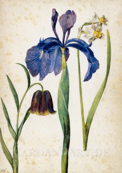 Flegel, Georg - Iris, Narzisse, Fritillaria - Postkarte