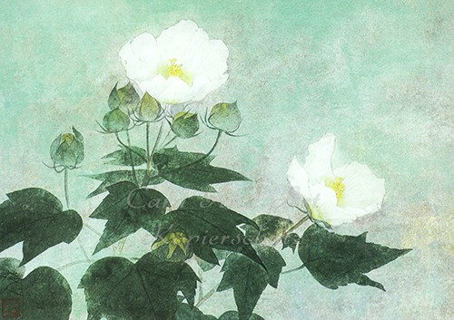 Fukui, Sawato: Confederate Roses - Postkarte