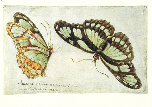 Zwei Schmetterlinge - Postkarte