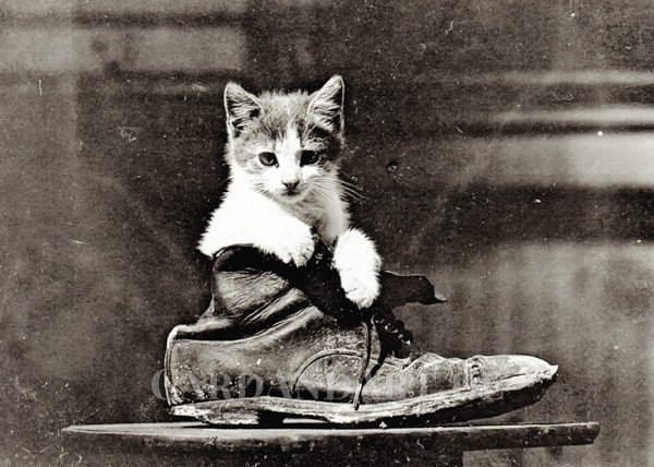 Cat in Boot - Postkarte