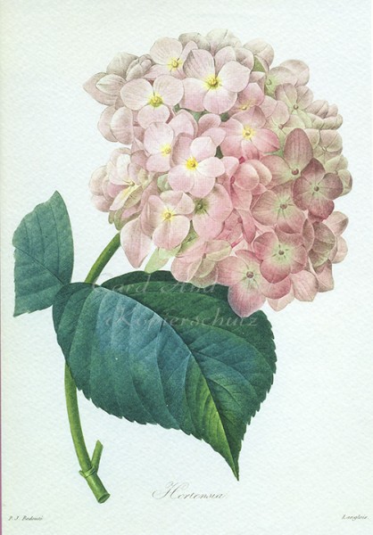 Redouté, Joseph Pierre: Hortensie - Doppelkarte