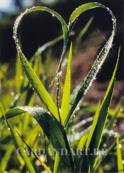 Herz aus Gras - Doppelkarte