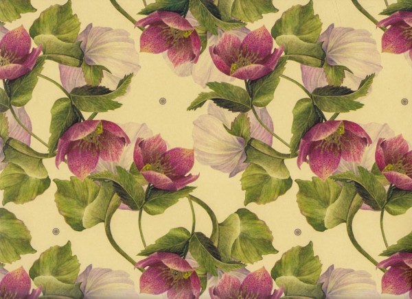 Winter-Rose, Lenzrose, - Geschenkpapier